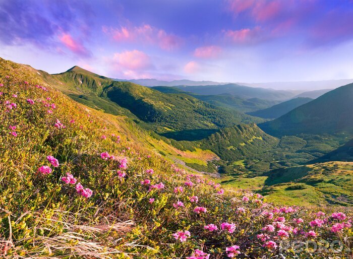 Canvas Veld en bloemen in een berglandschap