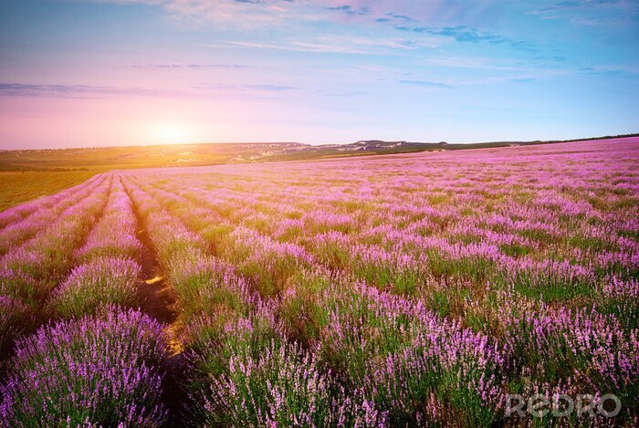 Canvas Veld, heldere hemel en zon