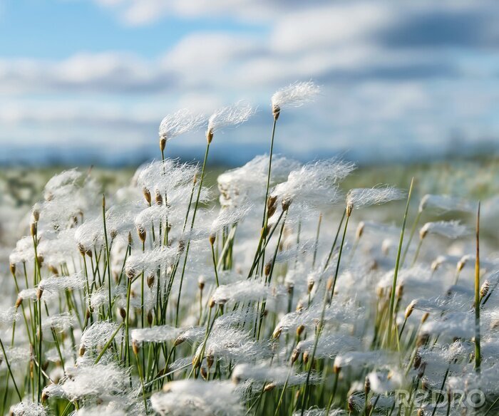 Canvas Veld met katoengras