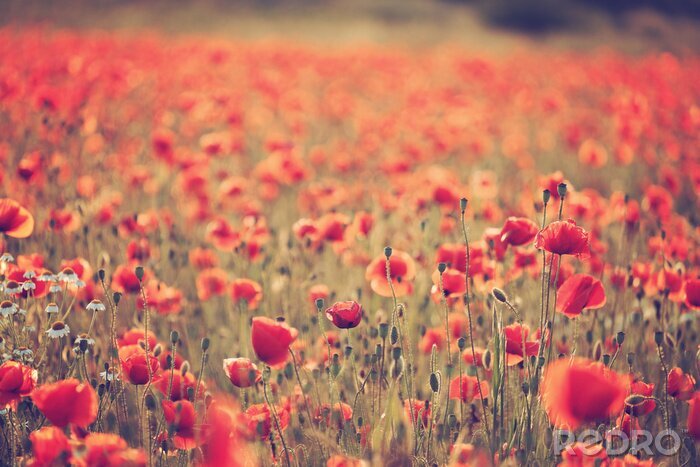 Canvas Veld met klaprozen in vintage stijl