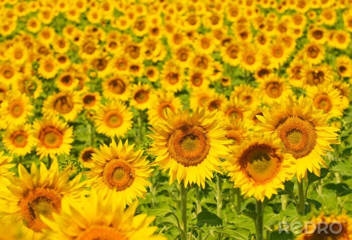 Canvas Veld met zonnebloemen in de Provence