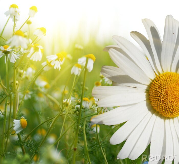 Canvas Veldbloemen verlicht door de zon