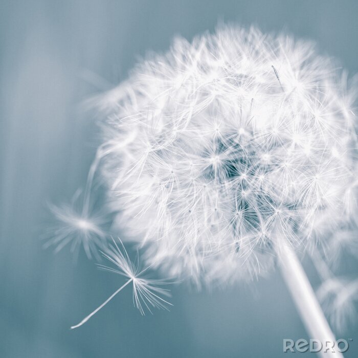 Canvas Velden en paardenbloemen