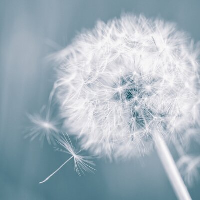 Fotobehang Velden en paardenbloemen