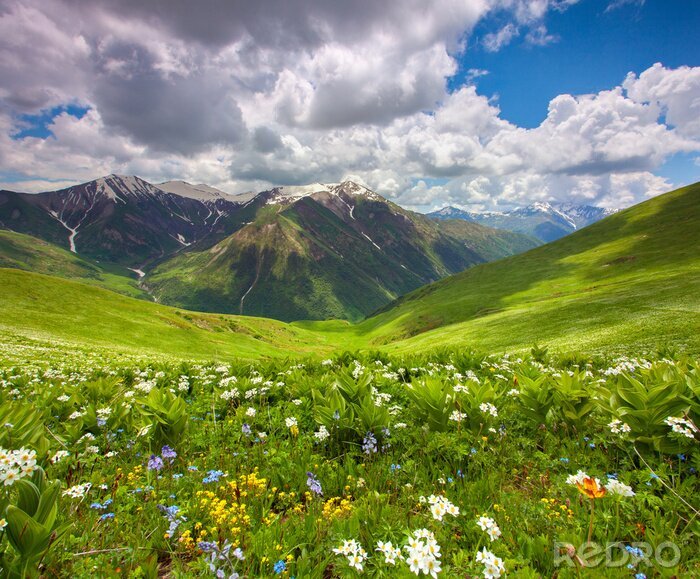 Canvas Velden van bloemen in de bergen. Georgië, Svaneti.