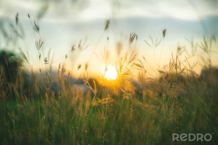Canvas Veldgrassen op een achtergrond van zonsondergang