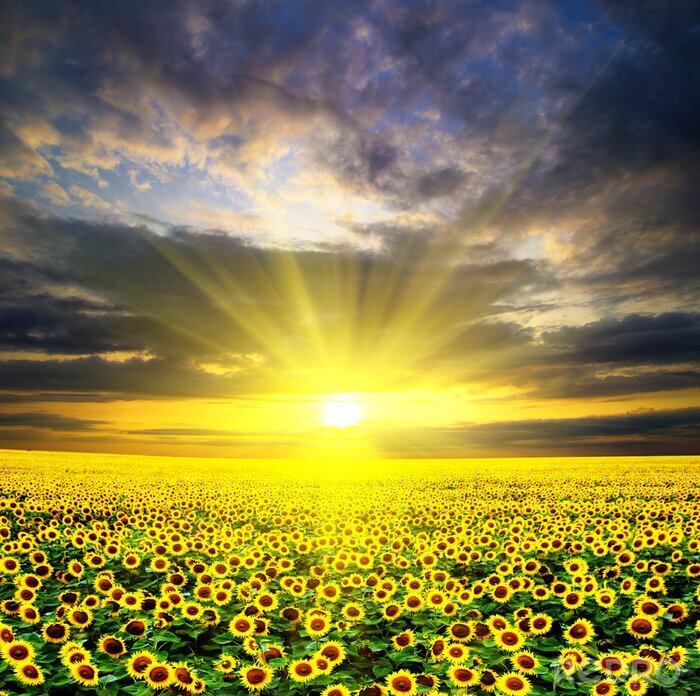Canvas Verlicht veld met zonnebloemen