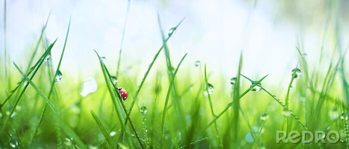 Canvas Vers sappig jong gras in druppeltjes van ochtenddauw en een lieveheersbeestje in de zomerlente op een aardmacro. Druppels water op het gras, natuurlijk behang, panoramisch uitzicht, zachte focus.