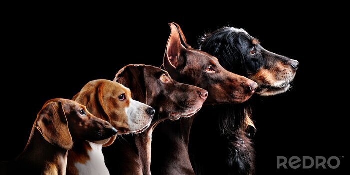 Canvas Verschillende hondenrassen op een donkere achtergrond
