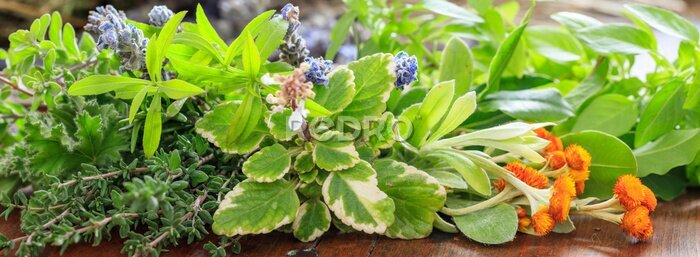 Canvas Verschillende kruiden op een houten achtergrond