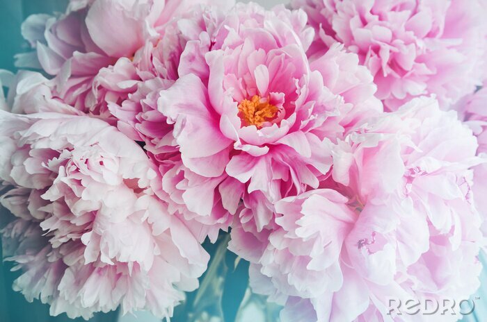 Canvas Verse bos van roze pioenen pioen rozen bloemen, wit met blauw effect glans. Pastel bloemen behang, achtergrond van bloemblaadjes. Trendy kleur. Bloom liefde concept. Kaart, tekst, kopieer ruimte.