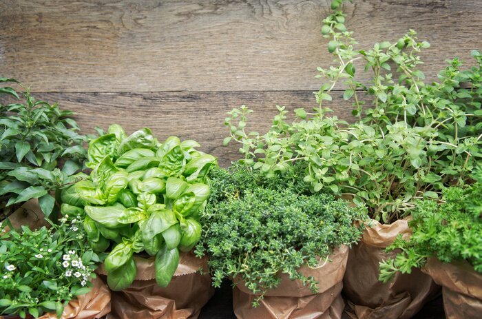 Canvas Verse groene kruiden in potten