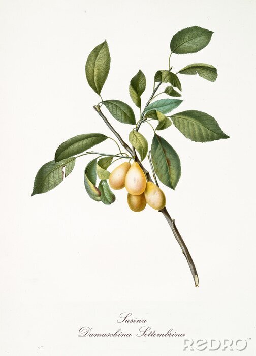 Canvas Vier Damascus-pruimen op de gravure