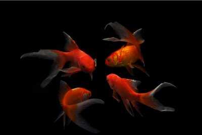 Vier vissen op donkere achtergrond