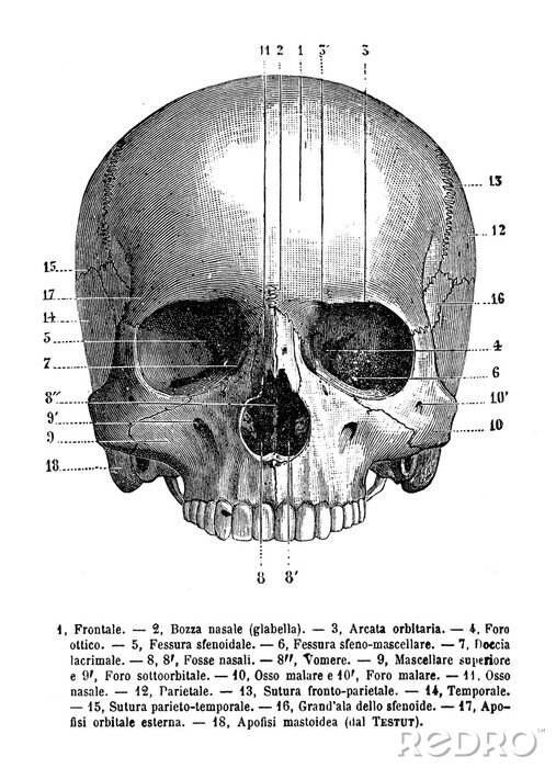 Canvas Vintage illustratie van anatomie, menselijk schedel vooraanzicht, anatomische beschrijvingen in het Italiaans