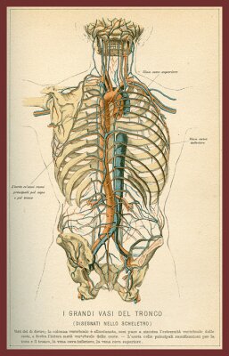 Canvas Vintage kleurentabel van anatomie, buik grote bloedvaten met skelet, Italiaanse anatomische beschrijvingen