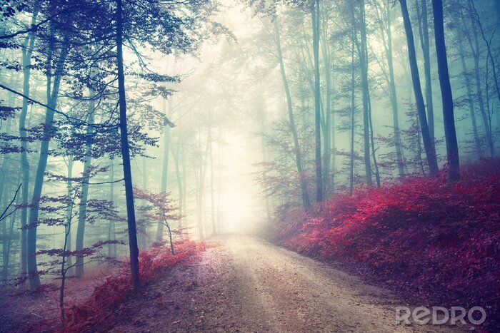 Canvas Vintage magische bosweg