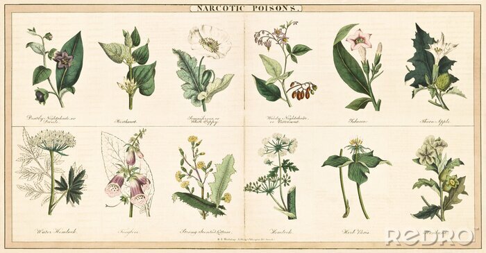 Canvas Vintage stijl illustratie van een set planten die gebruikt worden om narcotische giften te creëren