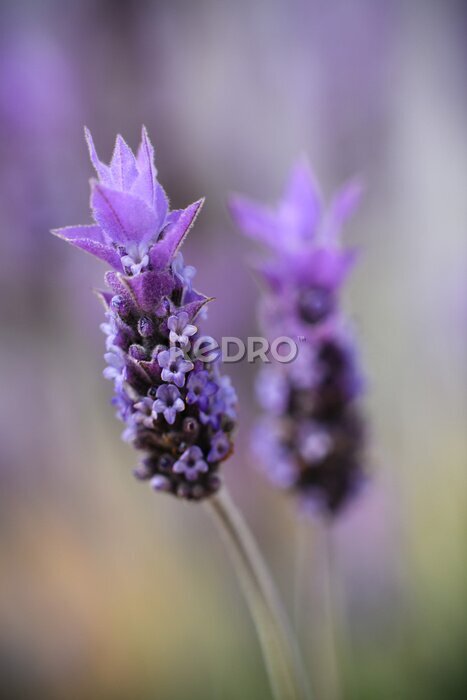 Canvas Violet lavender field in Almeria, Spain. Close up lavender flowers