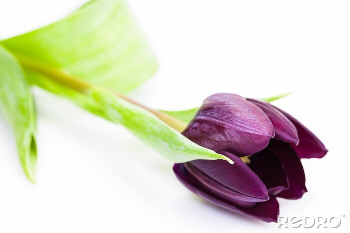 Canvas Violet Tulip bloem op een witte achtergrond met ruimte voor tekst