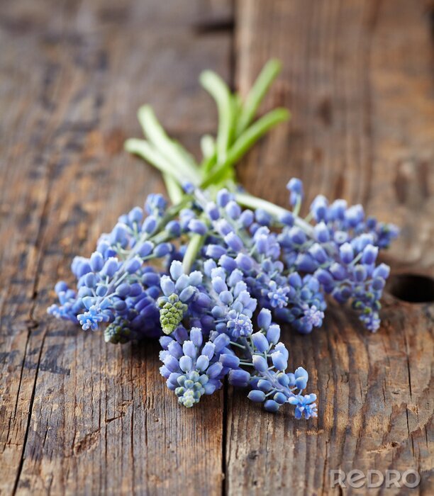 Canvas Violette bloemen gerangschikt op houten planken