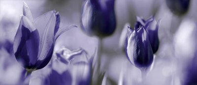 Violette tulpenkoppen