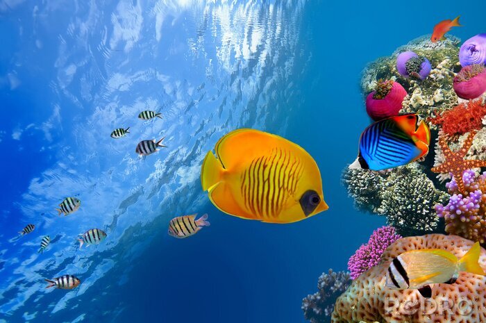Canvas Vissen en kleurrijk koraalrif