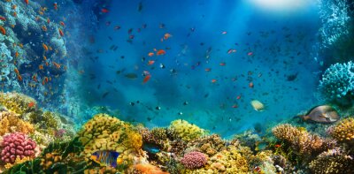 Fotobehang Vissen in de oceaan