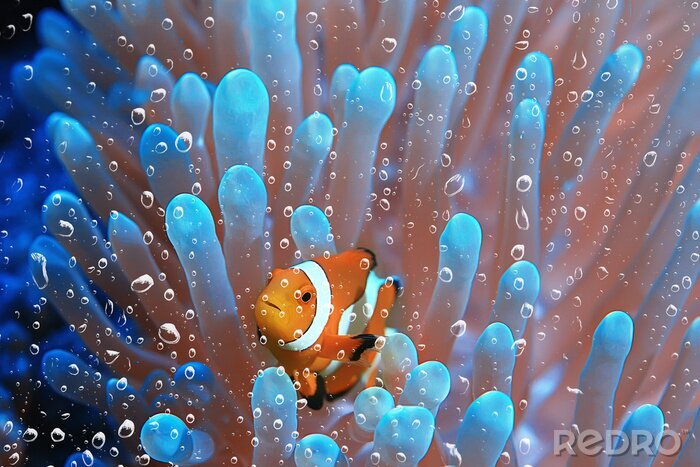 Canvas Vissen in een koraalrif