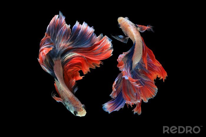 Canvas Vissen met interessante vormen