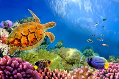 Vissen waterschildpad en koraalrif