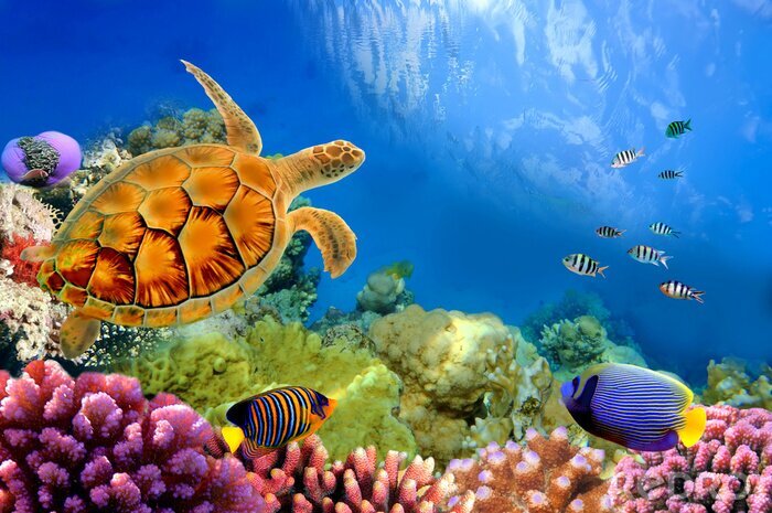Canvas Vissen waterschildpad en koraalrif