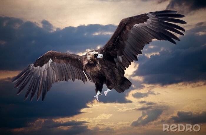 Canvas Vliegende adelaar op de achtergrond van wolken