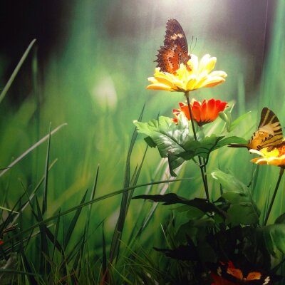 Canvas Vlinder aan een bloem