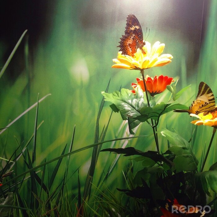 Canvas Vlinder aan een bloem