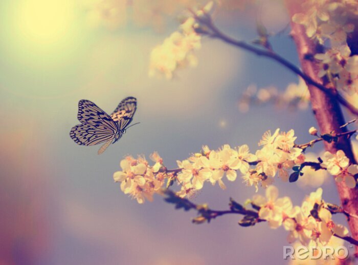 Canvas Vlinder bij een boom in bloei