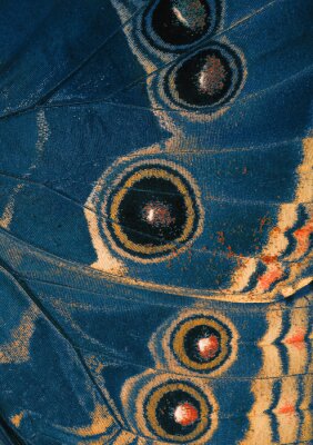 Canvas vlinder blauw vleugel onderzijde