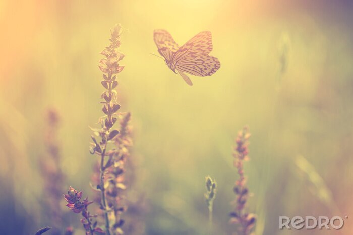 Canvas Vlinder die naar de bloemen vliegt