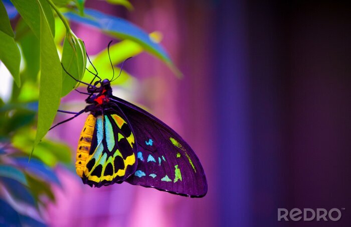 Canvas Vlinder en kleurrijke achtergrond