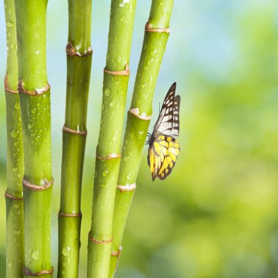 Vlinder op een bamboe