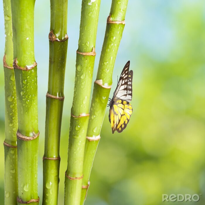 Canvas Vlinder op een bamboe