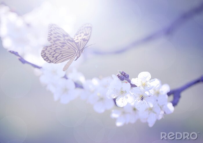 Canvas Vlinder tussen witte bloemen