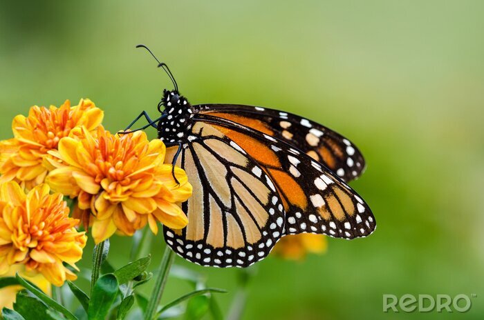 Canvas Vlinder zit op een bloem