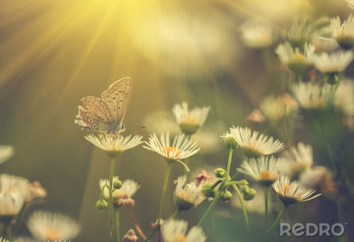 Canvas Vlinderbloem en zon