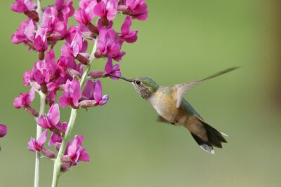 Vogel bij de paarse bloemen