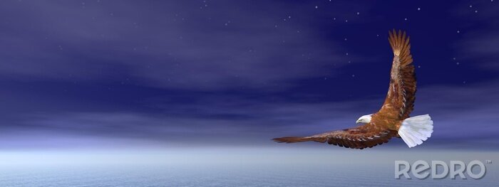 Canvas Vogel die 's nachts vliegt