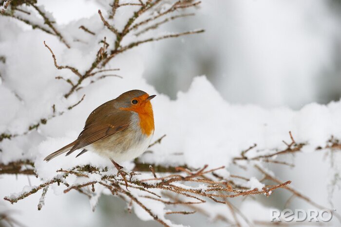 Canvas Vogel in de sneeuw