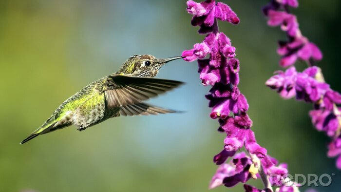 Canvas Vogel vliegt naar de bloeiende bloemen