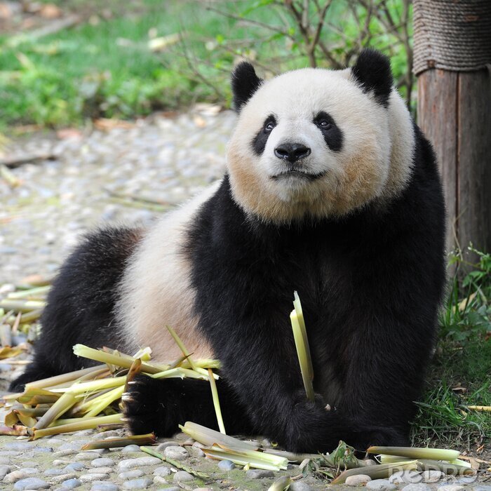 Canvas Volwassen panda
