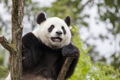 Canvas Vrolijke panda aan de boom